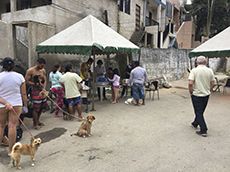 Campanha de vacinação contra doenças virais em animais domésticos